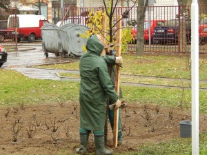 ozelenjavanje0017